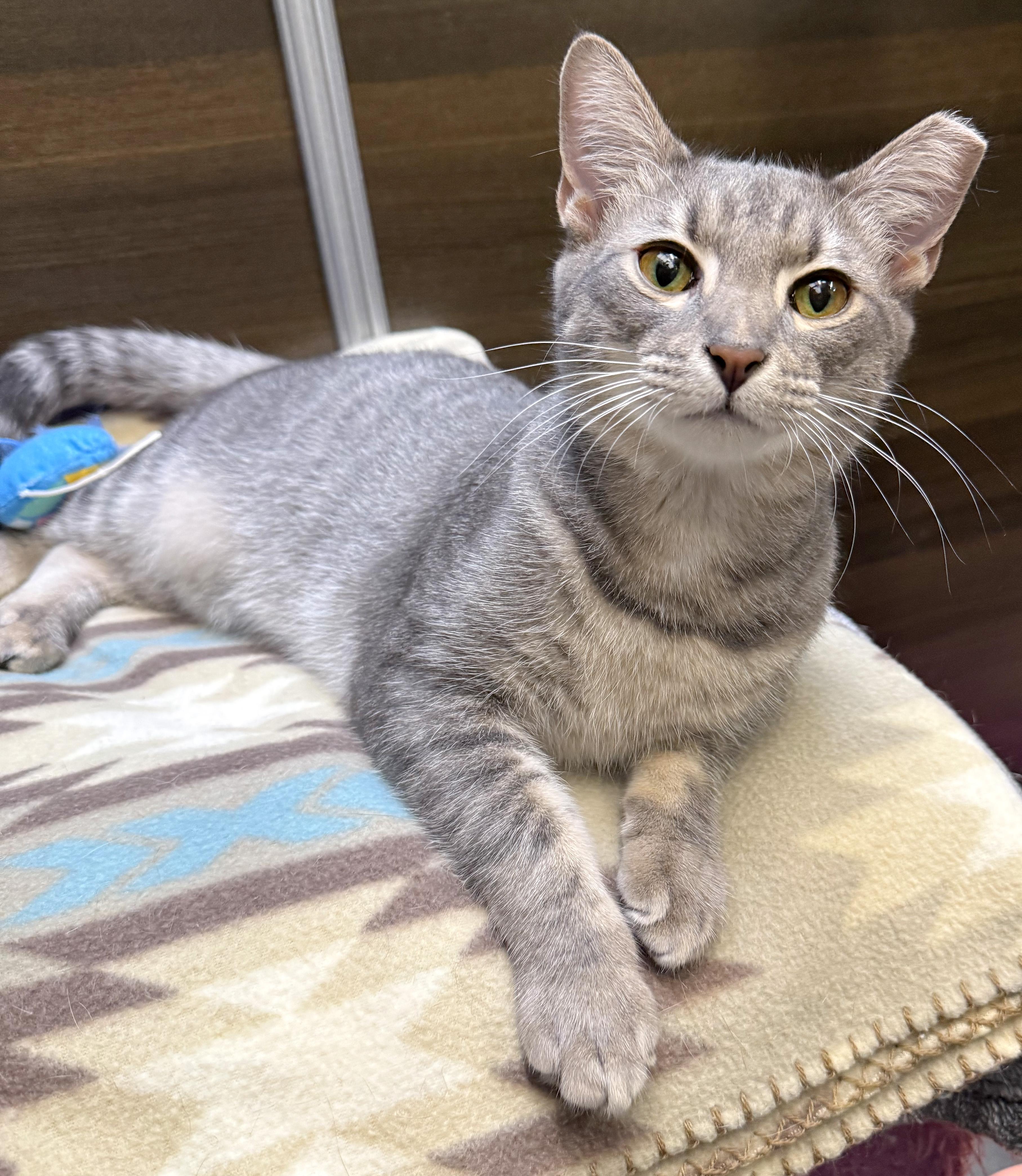 Enlarge Finn - ADOPTION PENDING!, an adopted mixed breed in Hilton Head Island, SC image 2/4