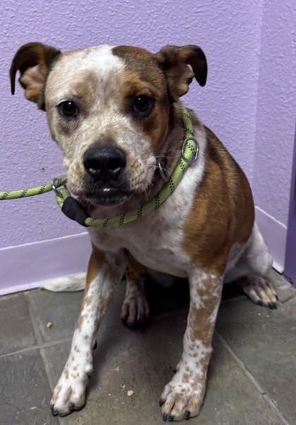 58893240, Adoptable, Adult Female Mixed Breed & Mixed Breed.