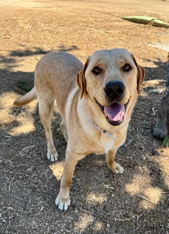 Enlarge Teddy, a Adoptable Yellow Labrador Retriever in Valley Village, CA image 1/1