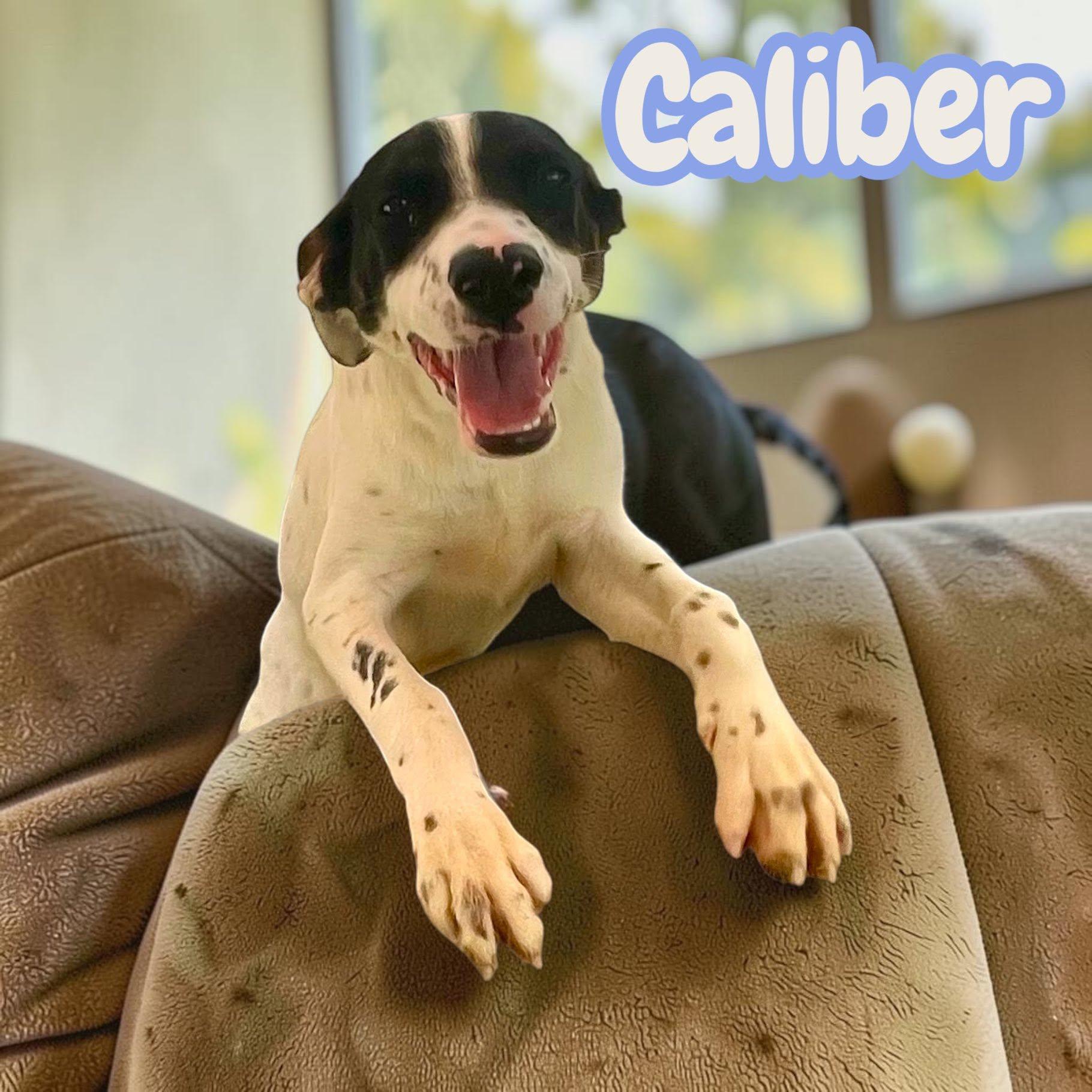 Caliber - sweet, curious and snuggly, Adoptable, Puppy Male English Setter & Shepherd.