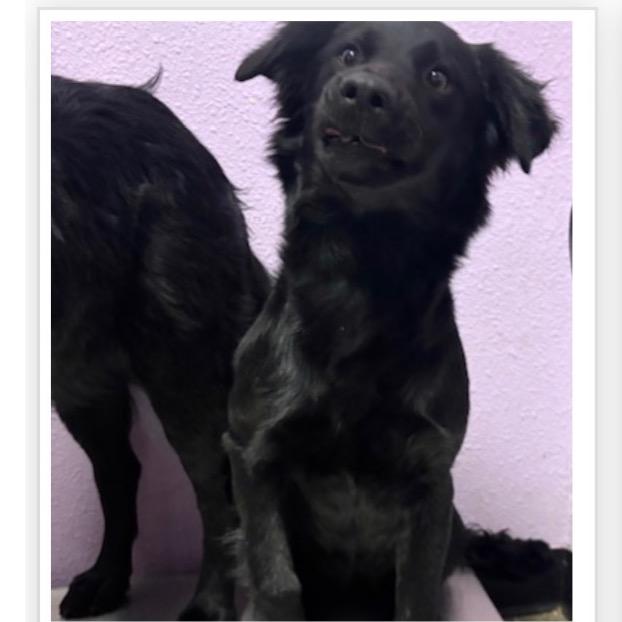 Thelma, Adoptable, Young Female Black Labrador Retriever & Mixed Breed.