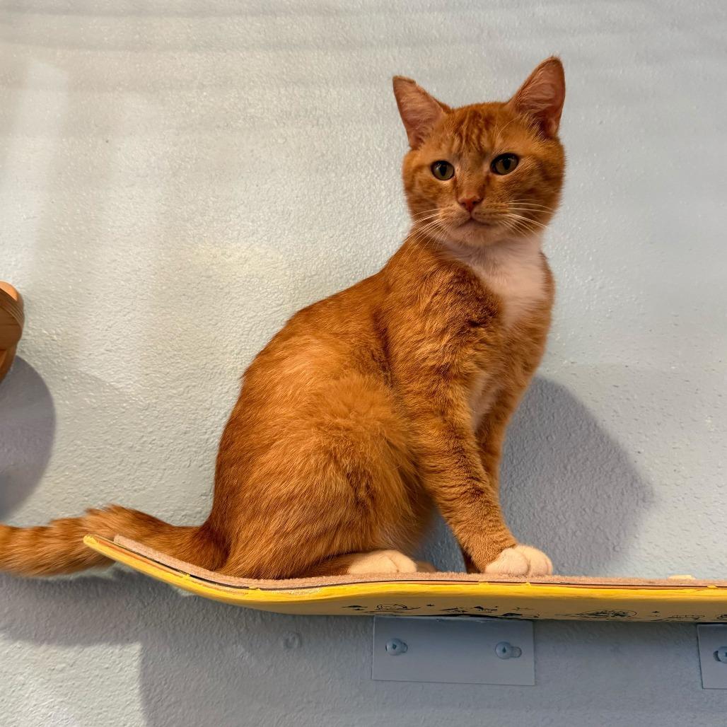 Enlarge Teddy, a Adoptable Domestic Medium Hair in Costa Mesa, CA image 1/6