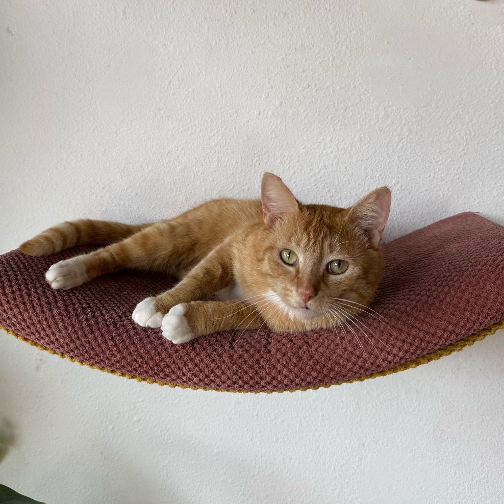 Enlarge Teddy, a Adoptable Domestic Medium Hair in Costa Mesa, CA image 2/6