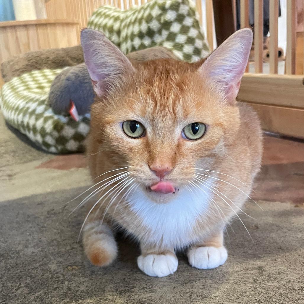 Enlarge Teddy, a Adoptable Domestic Medium Hair in Costa Mesa, CA image 3/6