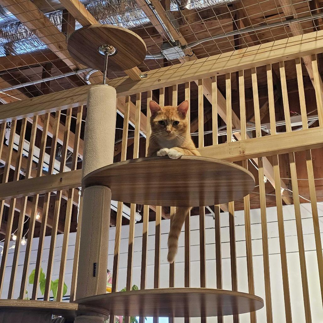 Enlarge Teddy, a Adoptable Domestic Medium Hair in Costa Mesa, CA image 4/6