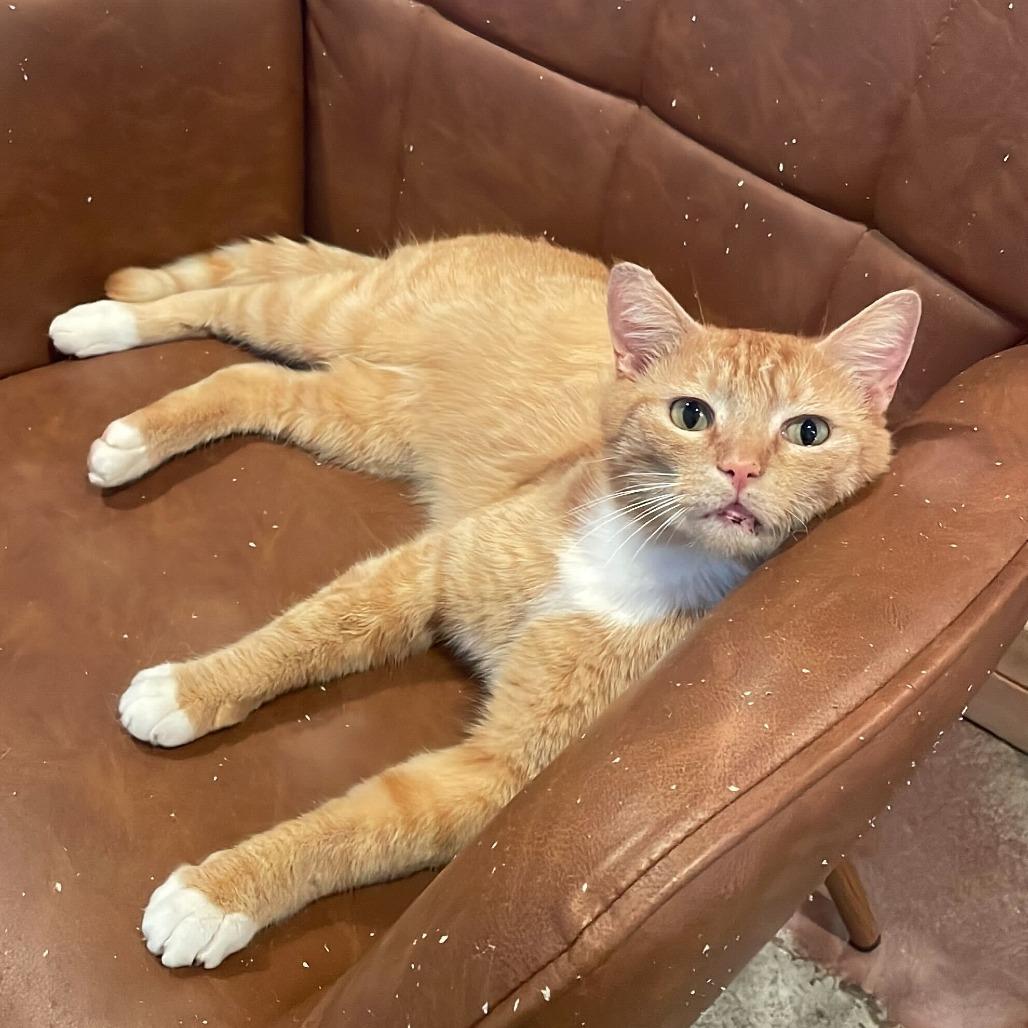 Enlarge Teddy, a Adoptable Domestic Medium Hair in Costa Mesa, CA image 5/6