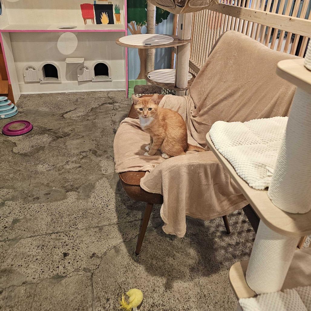 Enlarge Teddy, a Adoptable Domestic Medium Hair in Costa Mesa, CA image 6/6