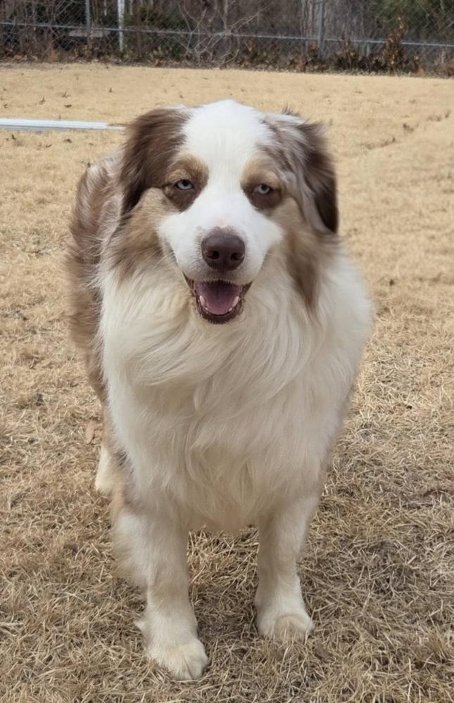 1085 Toby, Adoptable, Adult Male Australian Shepherd.
