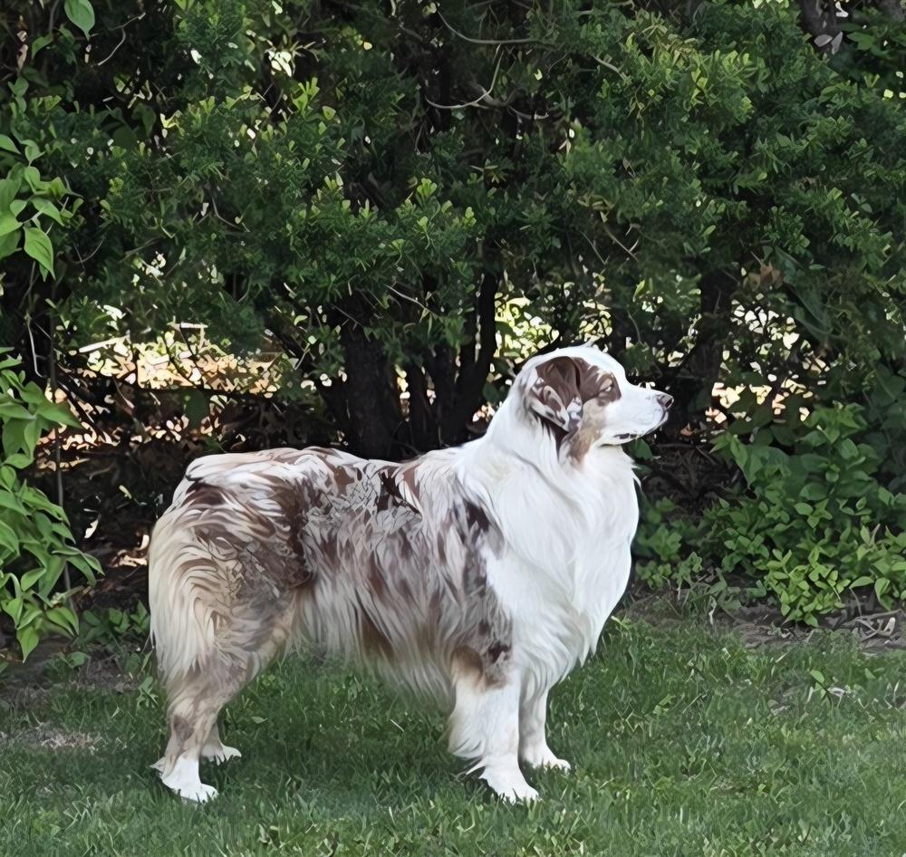 Enlarge 1085 Toby, a Adoptable Australian Shepherd in Peoria, IL image 2/6