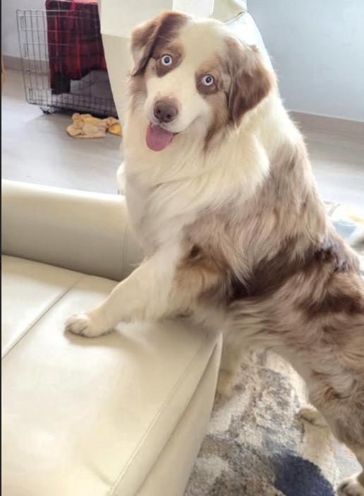 Enlarge 1085 Toby, a Adoptable Australian Shepherd in Peoria, IL image 3/6