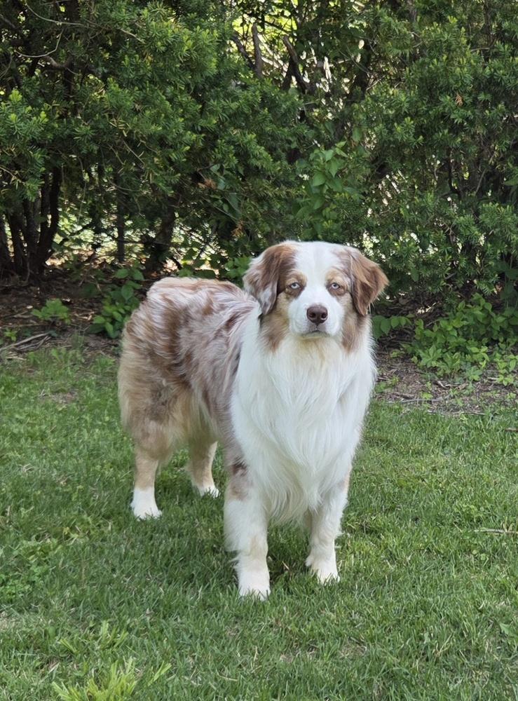 Enlarge 1085 Toby, a Adoptable Australian Shepherd in Peoria, IL image 4/6