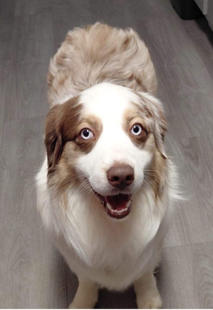 Enlarge 1085 Toby, a Adoptable Australian Shepherd in Peoria, IL image 5/6