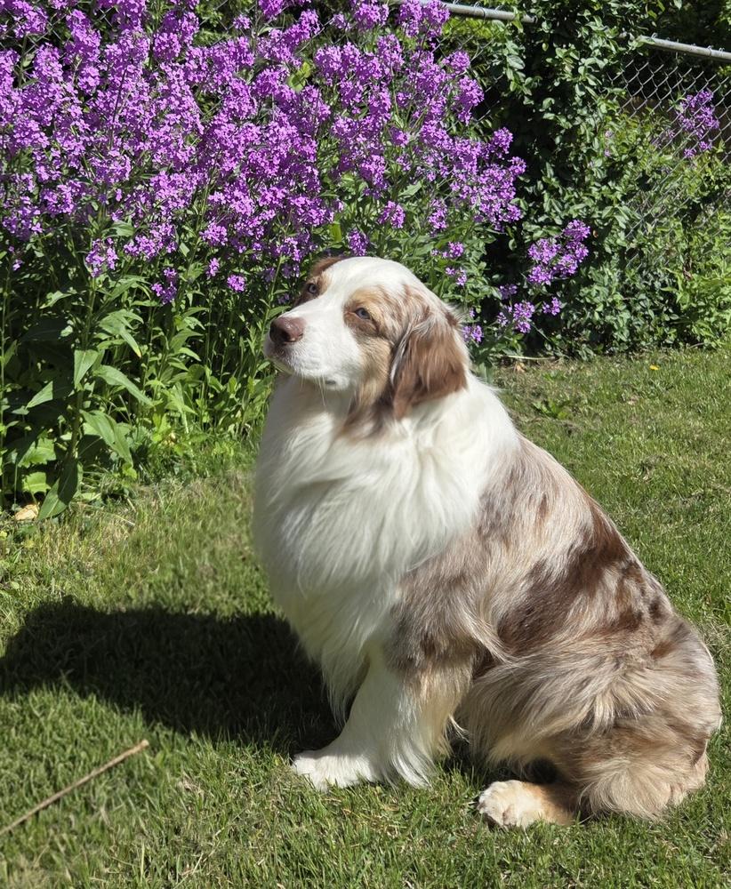 Enlarge 1085 Toby, a Adoptable Australian Shepherd in Peoria, IL image 6/6