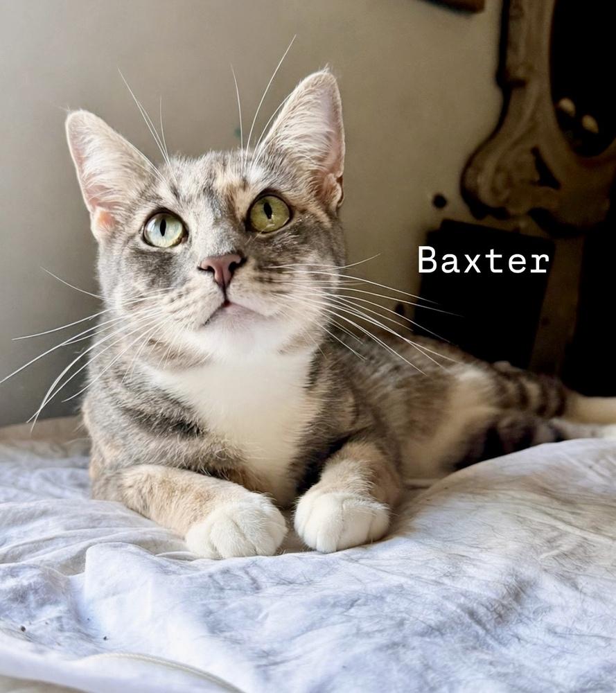 Baxter, Adoptable, Adult Female Domestic Short Hair.