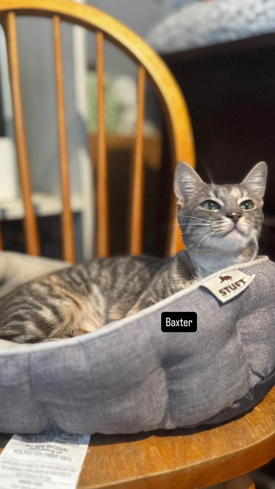 Enlarge Baxter, a Adoptable mixed breed in Gardena, CA image 4/4