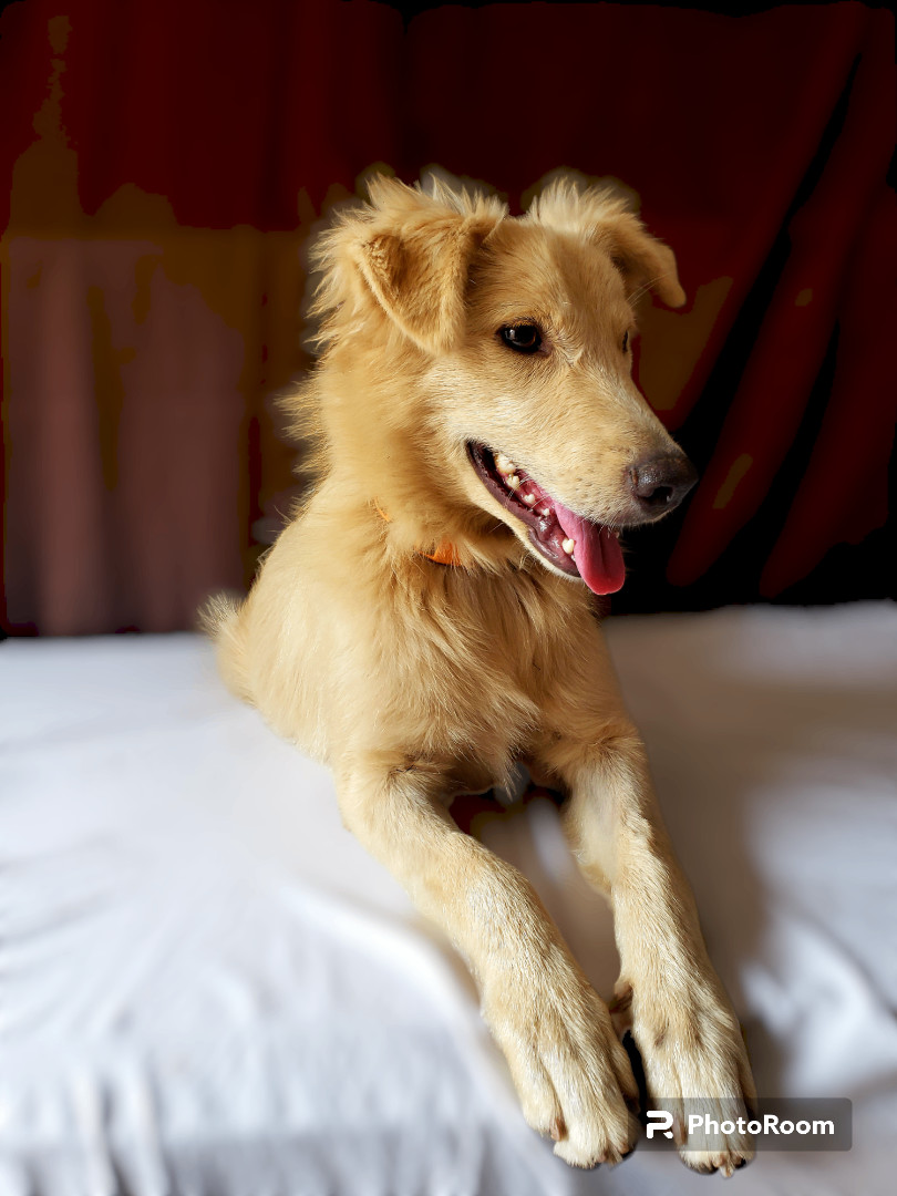 Maddy, Adopted, Young Female Golden Retriever & Border Collie.