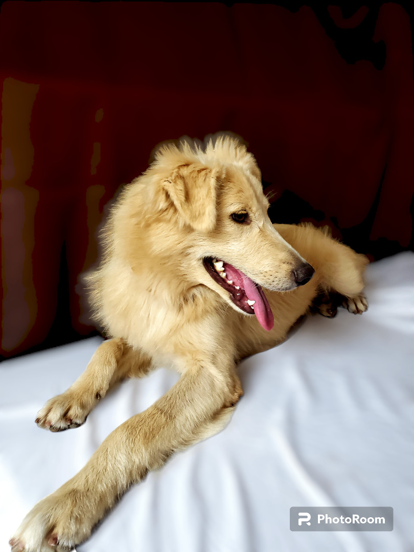 Maddy, a Adopted mixed breed in Tijuana, BCN image 2/6