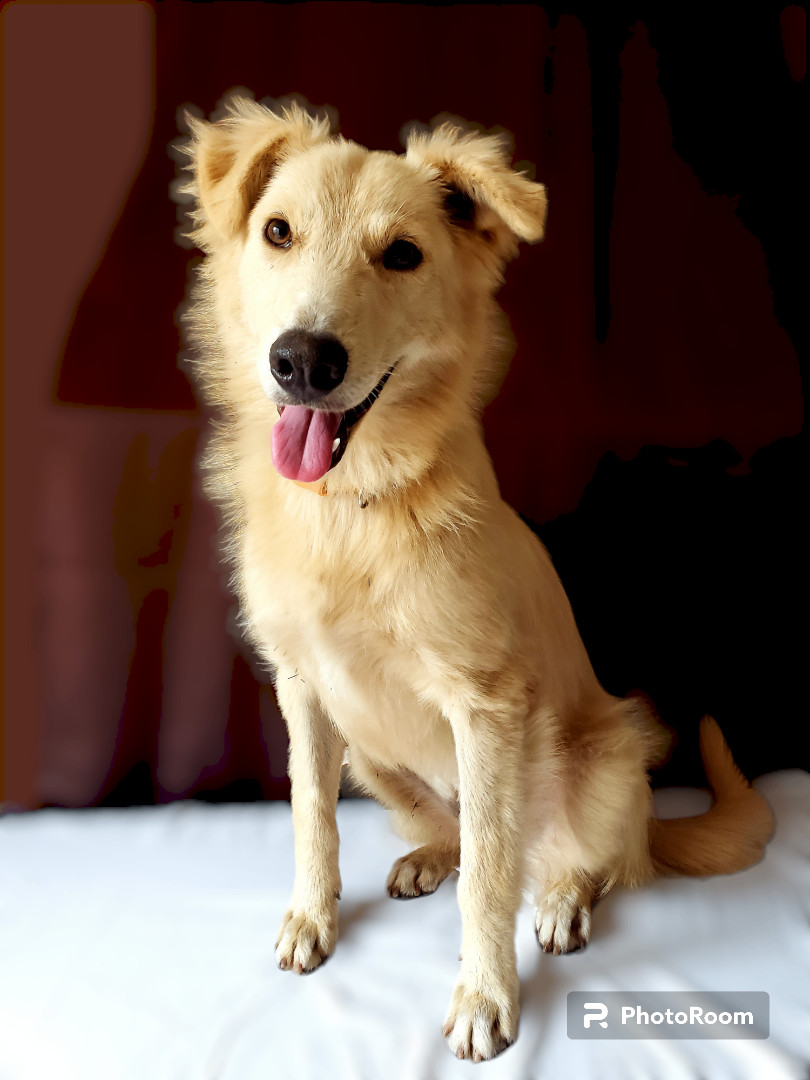 Maddy, a Adopted mixed breed in Tijuana, BCN image 4/6