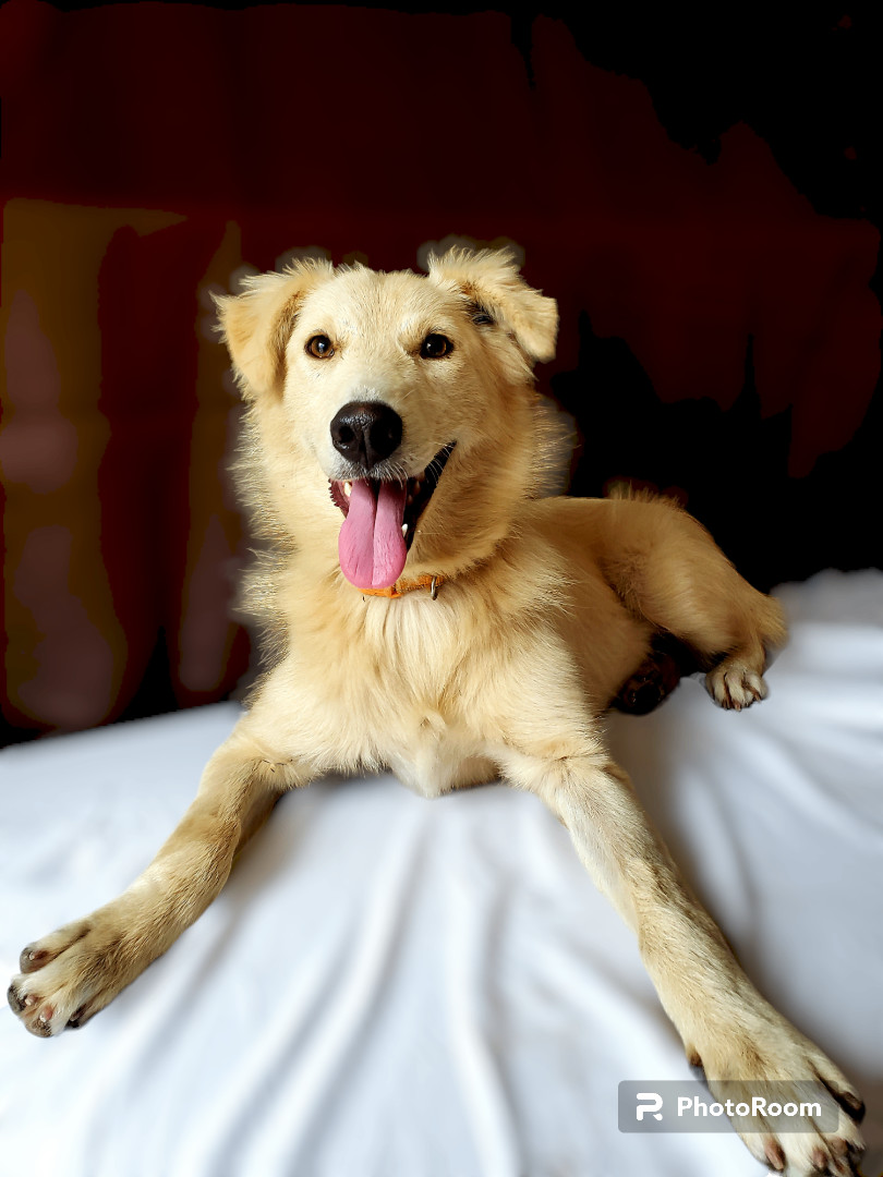 Maddy, a Adopted mixed breed in Tijuana, BCN image 5/6