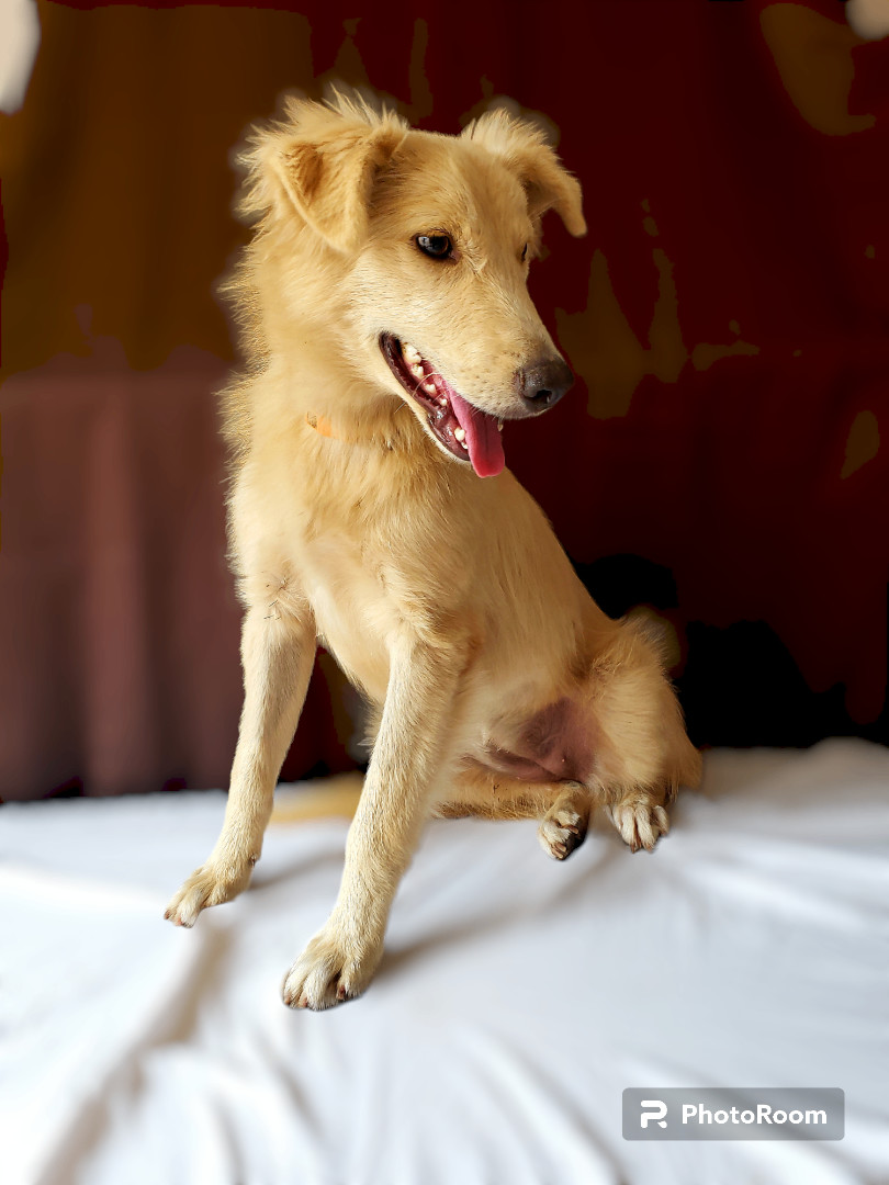 Maddy, a Adopted mixed breed in Tijuana, BCN image 6/6