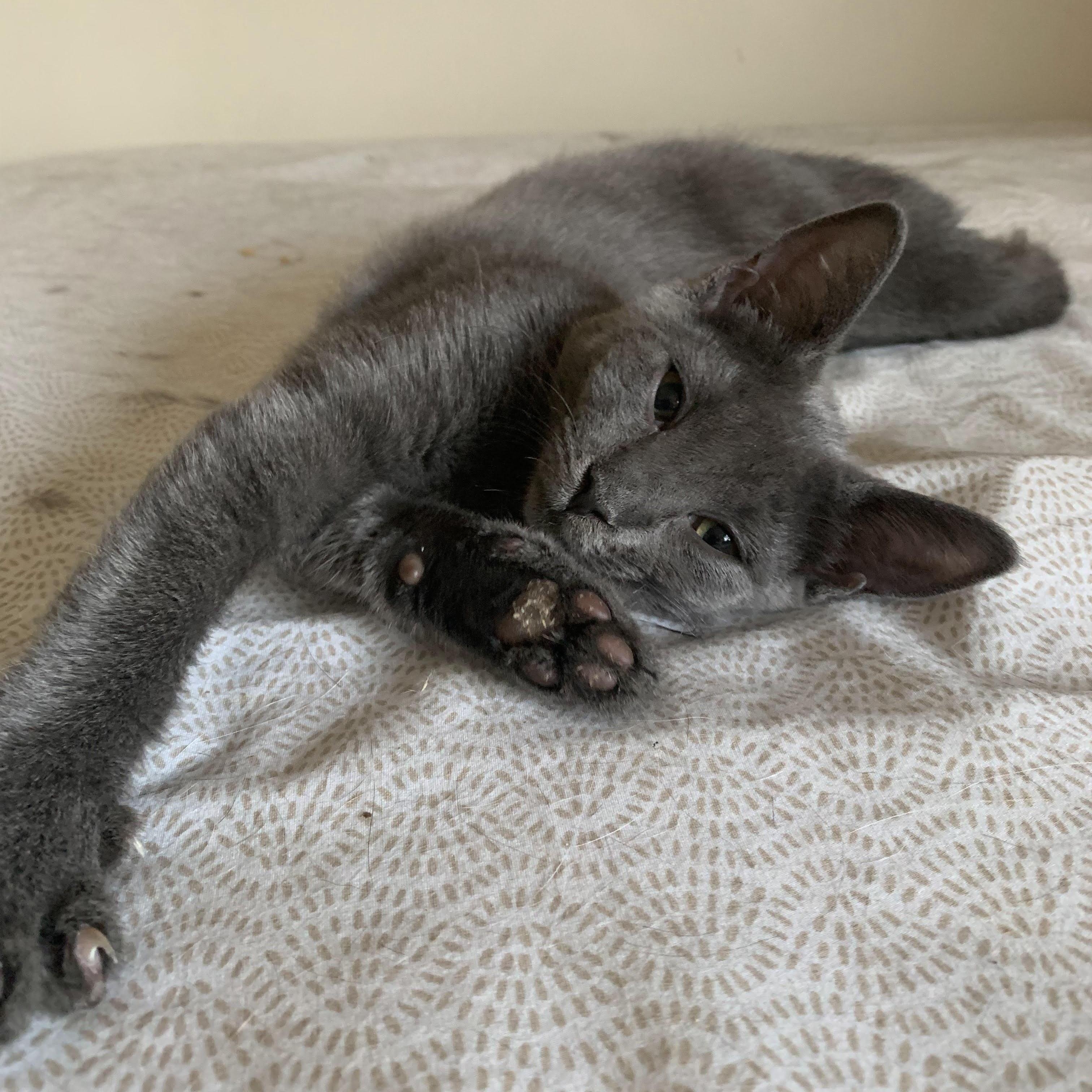 Ava & Allie — thumbnail 2