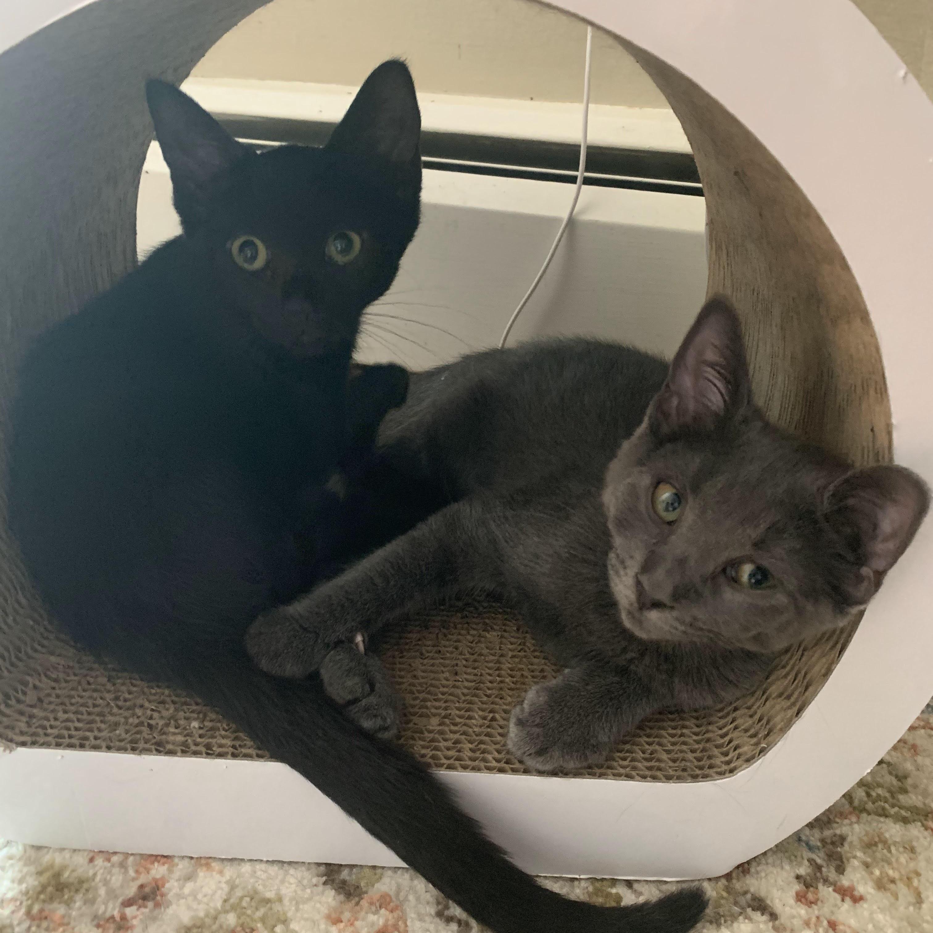 Ava & Allie — thumbnail 5