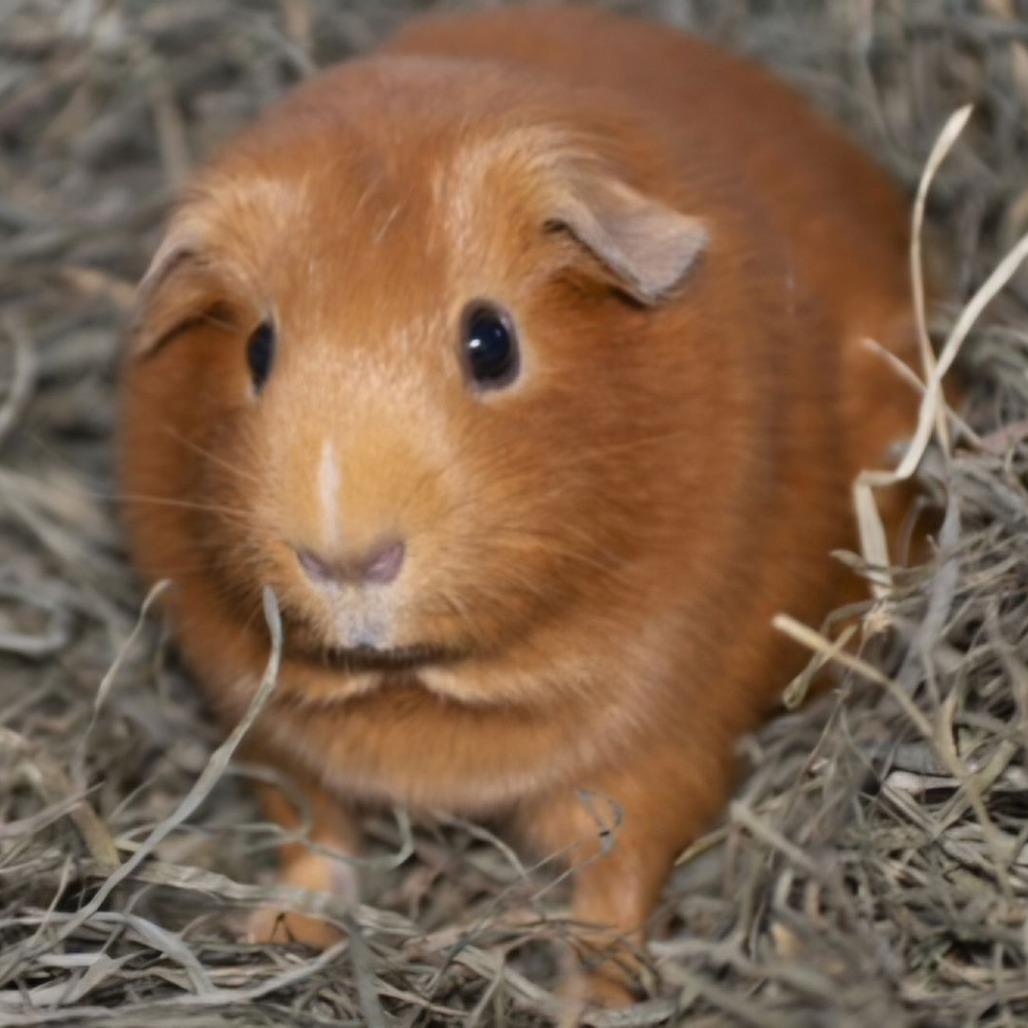 Penelope M6774, a Adoptable Guinea Pig in Princeton, MN image 1/5