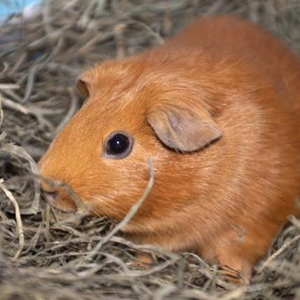 Penelope M6774, a Adoptable Guinea Pig in Princeton, MN image 2/5