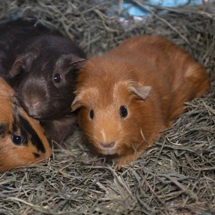 Penelope M6774, a Adoptable Guinea Pig in Princeton, MN image 4/5