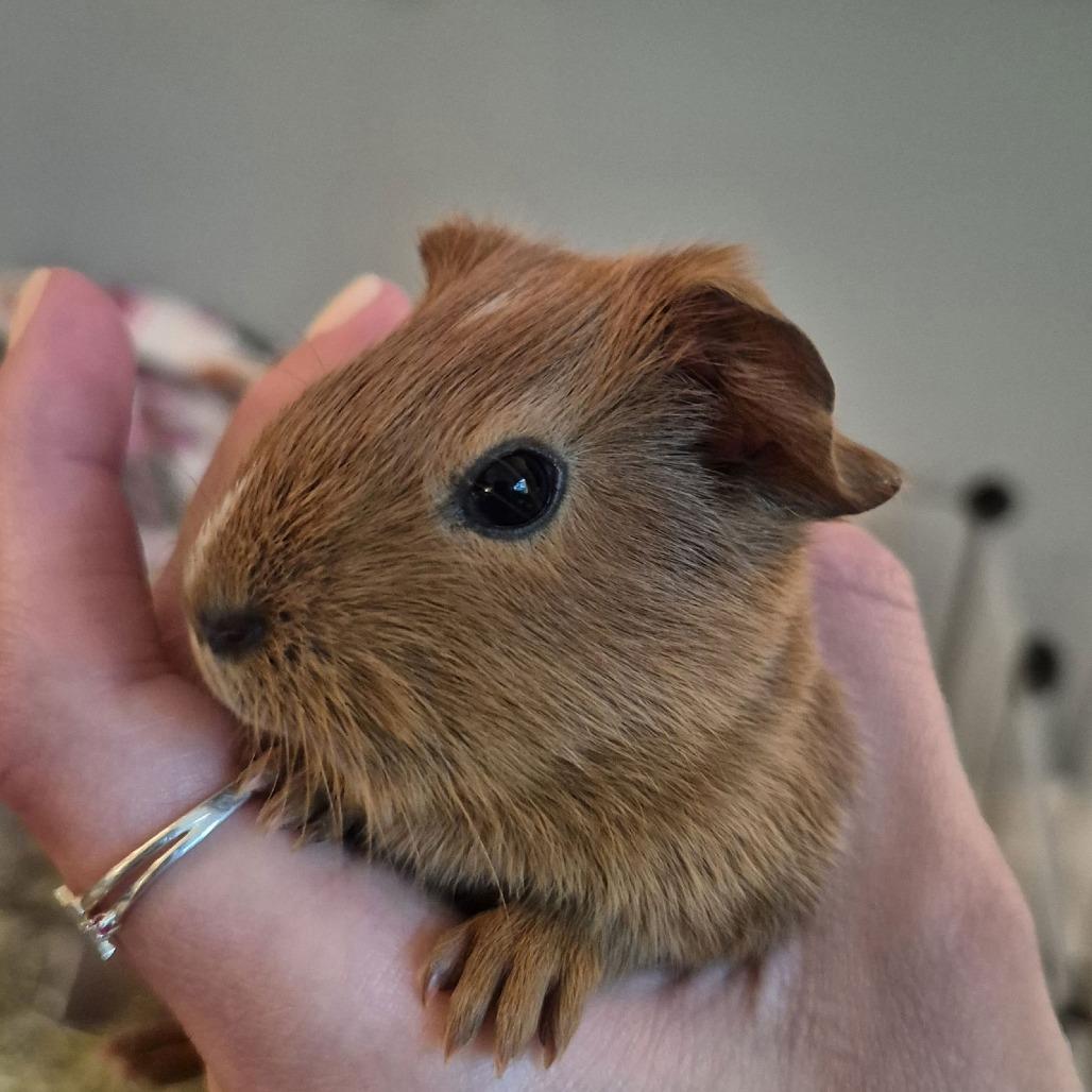Penelope M6774, a Adoptable Guinea Pig in Princeton, MN image 5/5