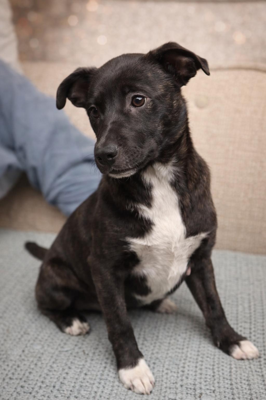 Uni, ADOPTABLE, Puppy Female Labrador Retriever.