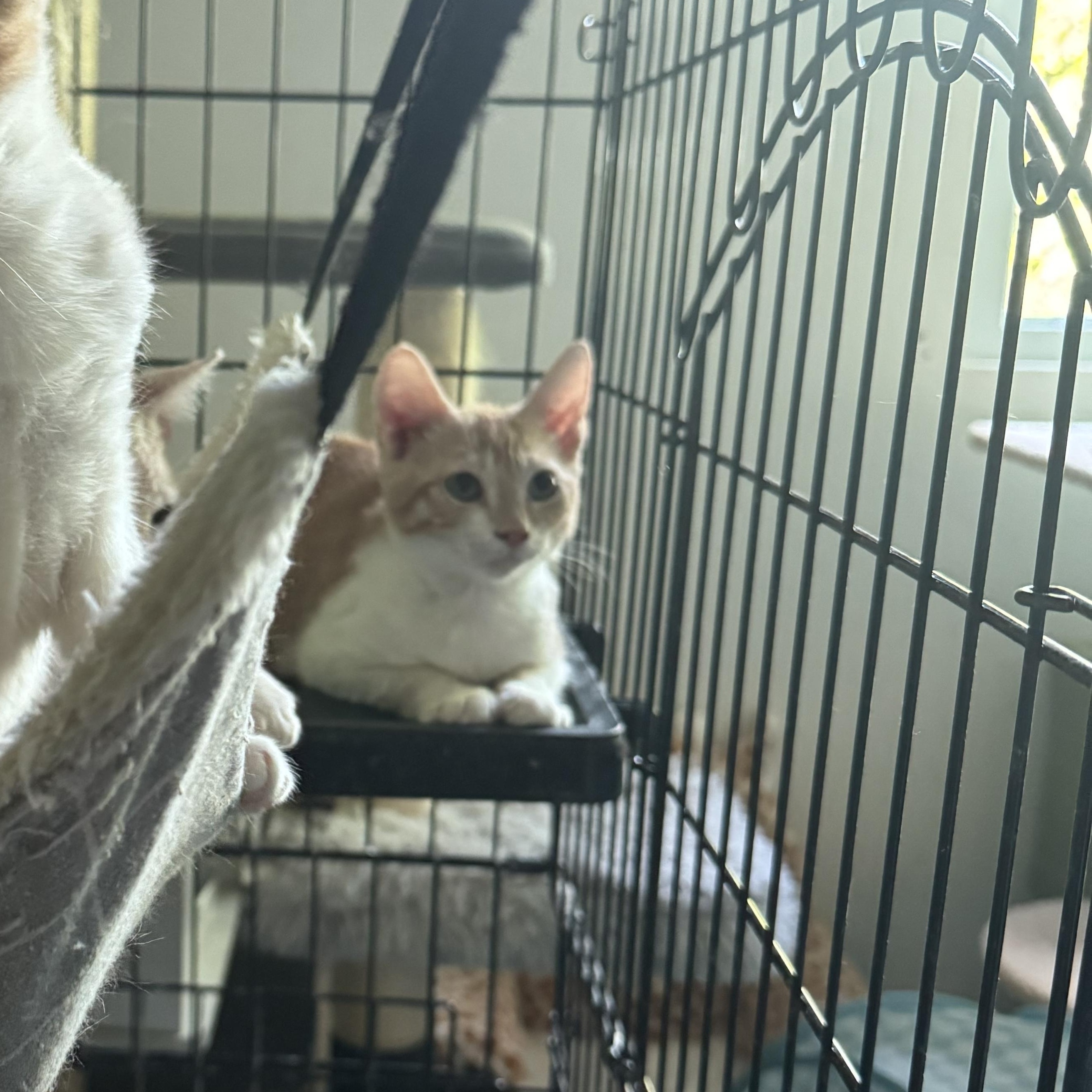 Enlarge Morgan, a Adoptable Domestic Short Hair in San Juan, PR image 2/2