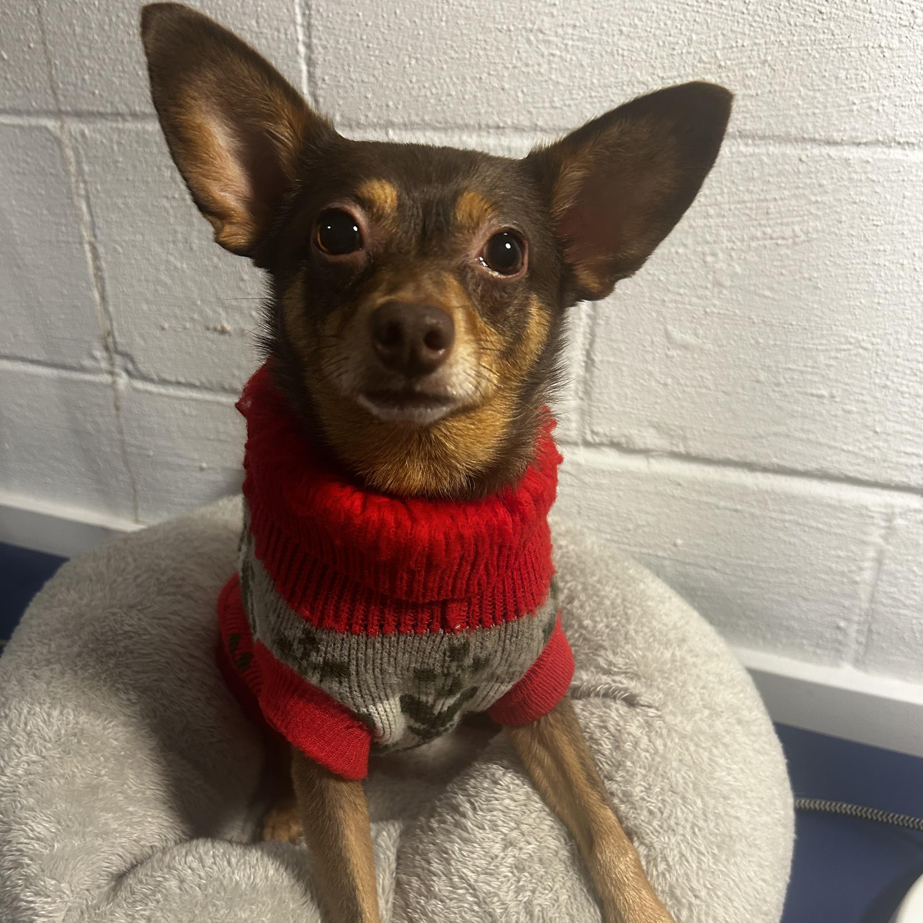 Chip, ADOPTABLE, Adult Male Chihuahua.