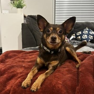 Enlarge Chip, a ADOPTABLE mixed breed in Murphysboro, IL image 2/5