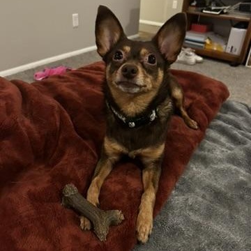 Enlarge Chip, a ADOPTABLE mixed breed in Murphysboro, IL image 4/5