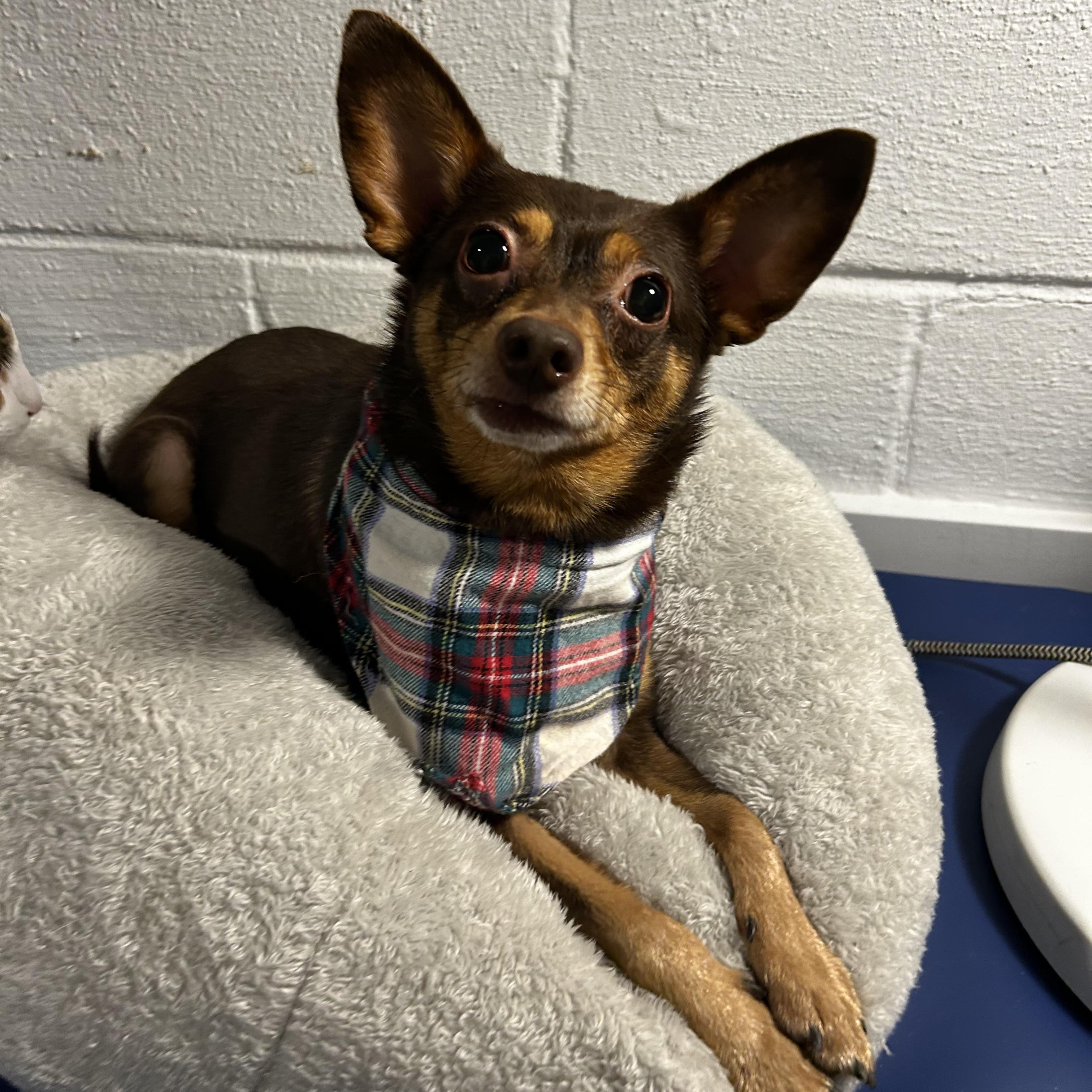 Enlarge Chip, a ADOPTABLE mixed breed in Murphysboro, IL image 5/5