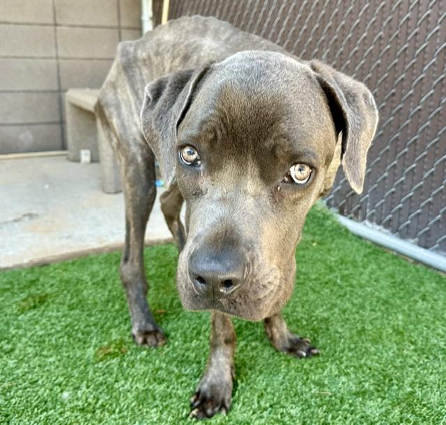 JIMMY*, Adoptable, Young Male Cane Corso.