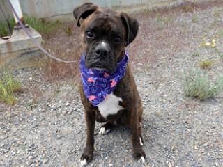 Gunny, an adopted Boxer in Anaconda, MT image 2/4