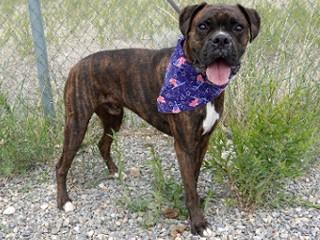 Gunny, an adopted Boxer in Anaconda, MT image 3/4