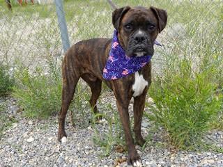 Gunny, an adopted Boxer in Anaconda, MT image 4/4