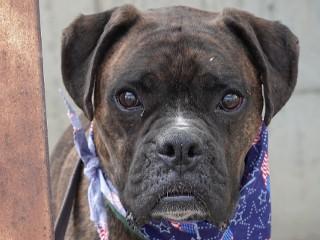Gunny, adopted, Adult Male Boxer.
