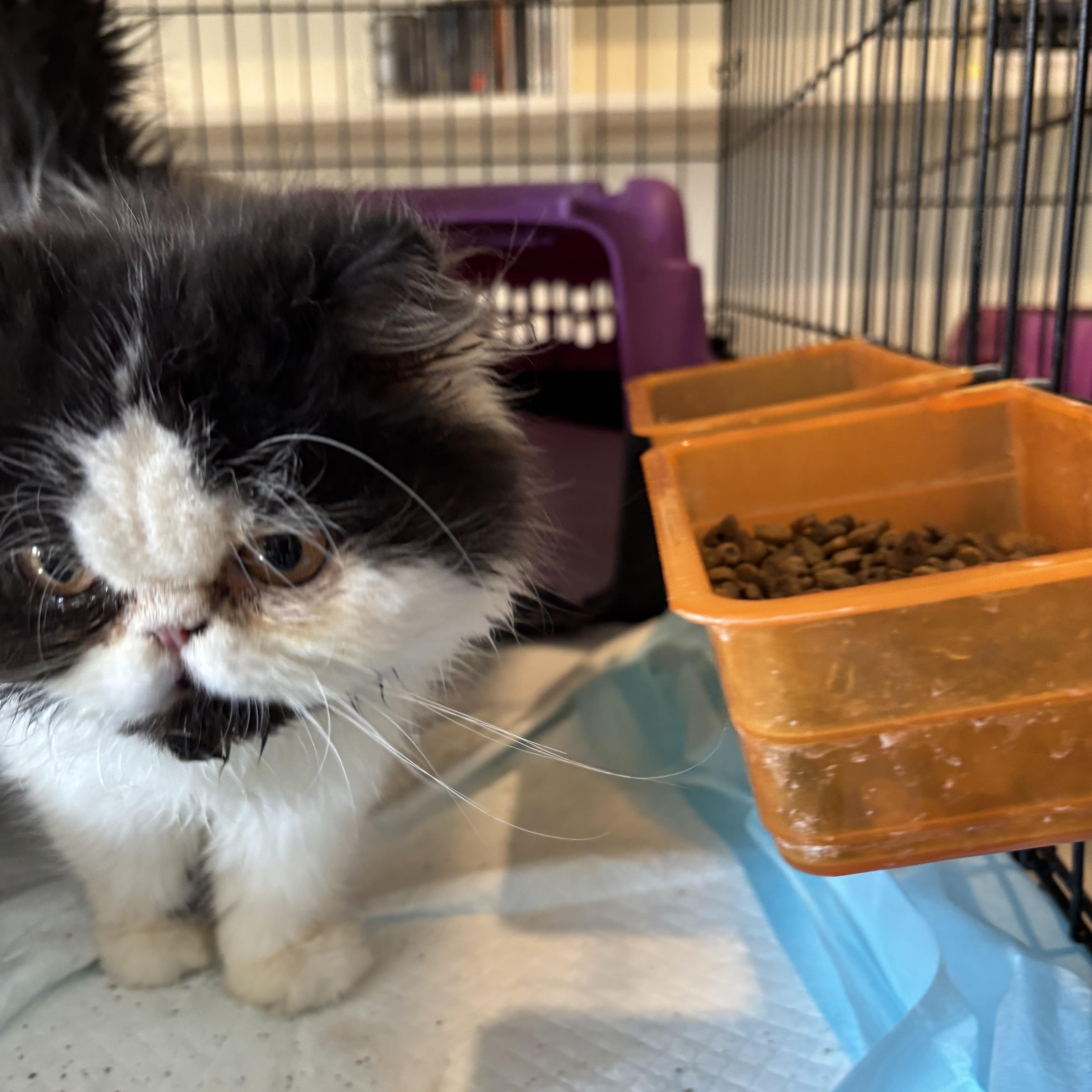 Enlarge Banda (Persian, young), an adopted Persian in Fairfax, VA image 3/3