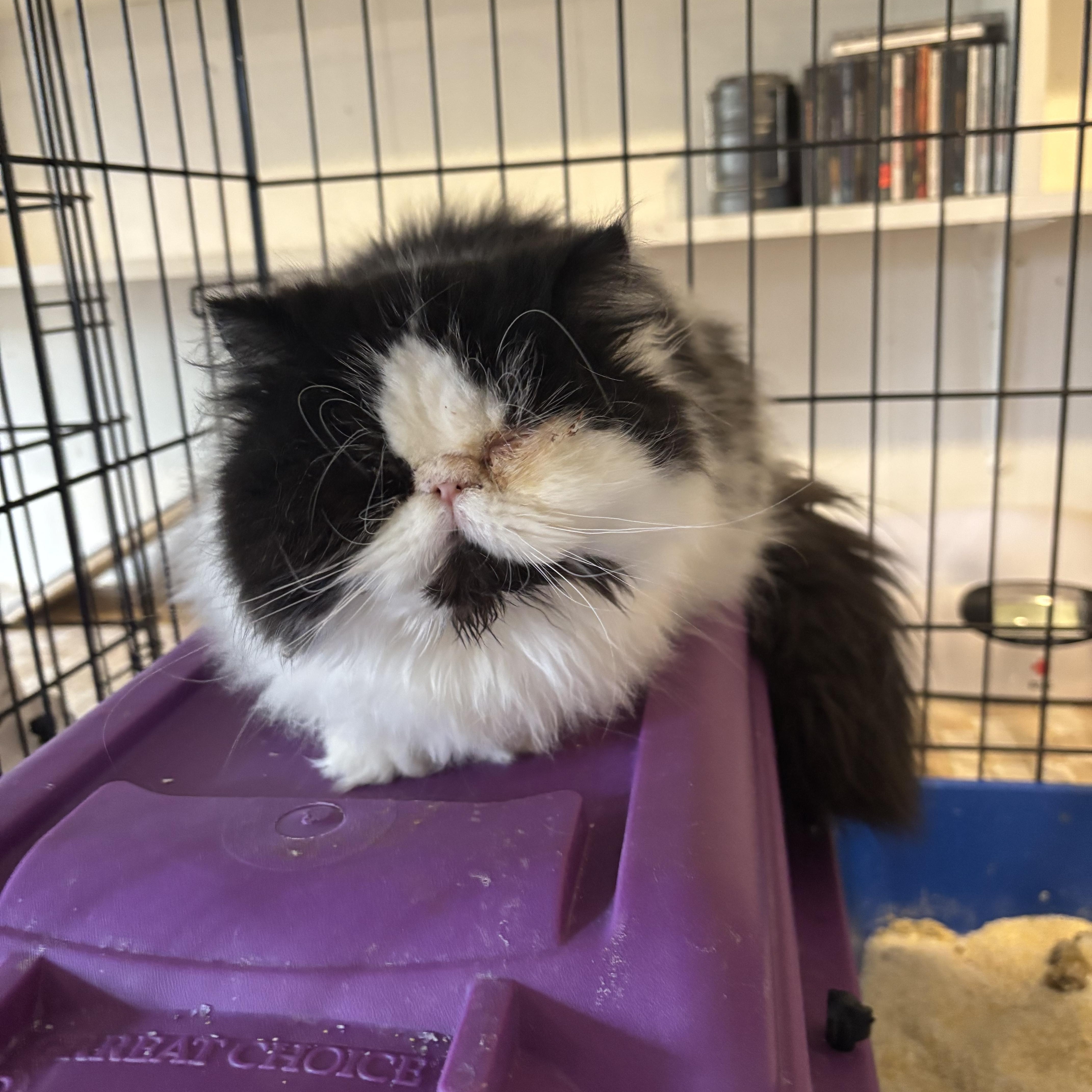 Enlarge Banda (Persian, young), an adopted Persian in Fairfax, VA image 2/3