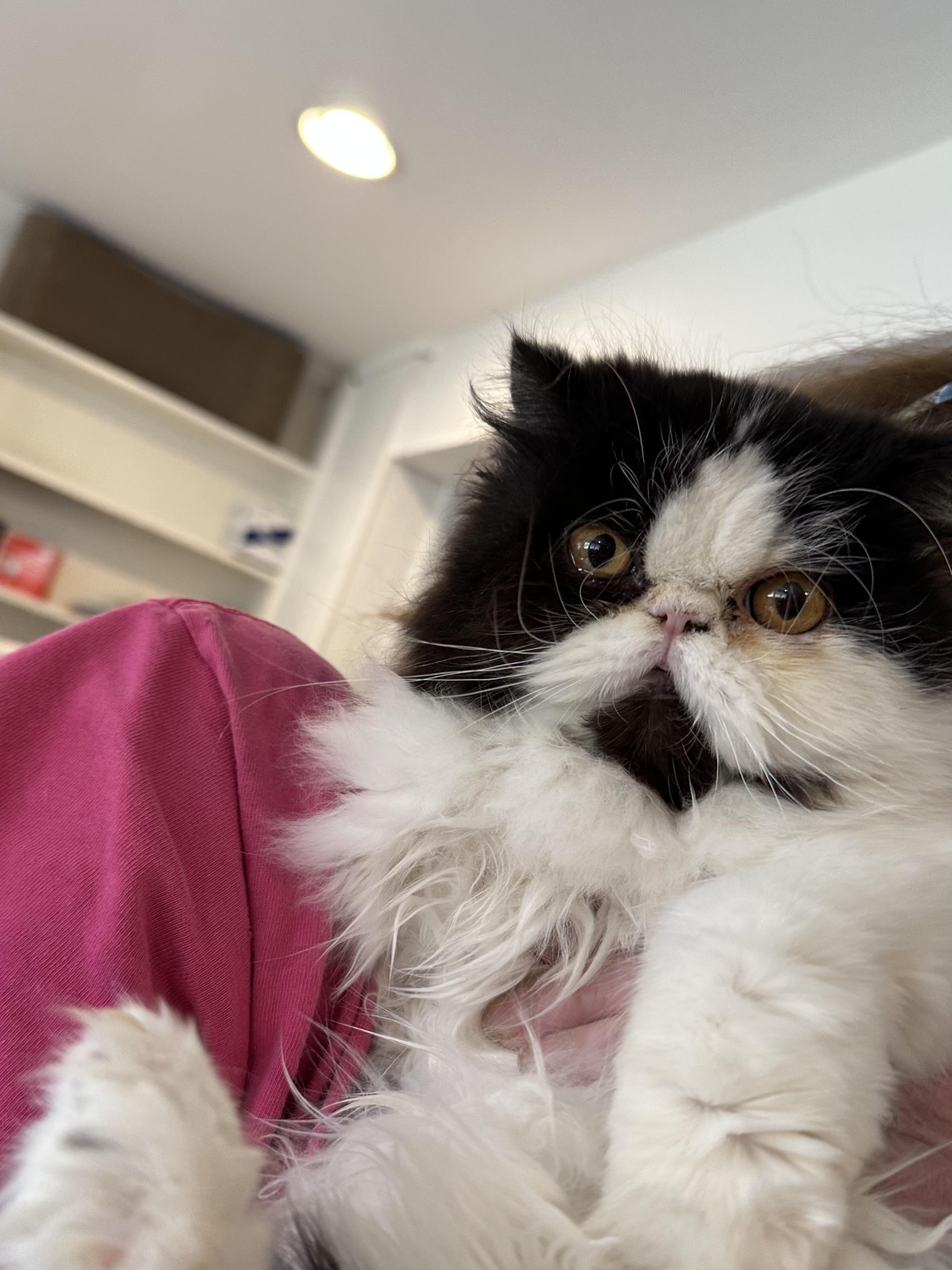 Enlarge Banda (Persian, young), an adopted Persian in Fairfax, VA image 1/3