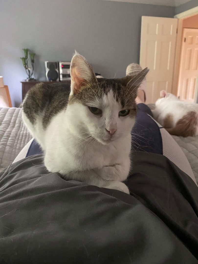 Enlarge Dippin Dots (Dottie), a Adoptable Domestic Short Hair in Cleveland, OH image 2/5