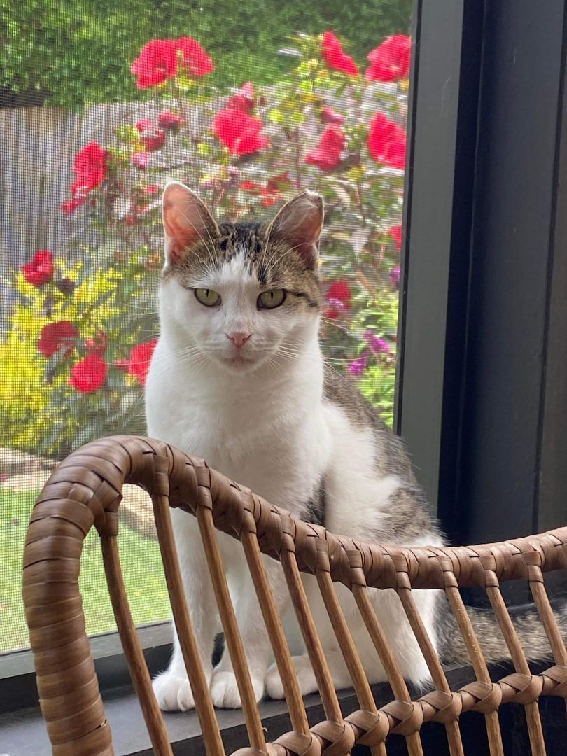 Enlarge Dippin Dots (Dottie), a Adoptable Domestic Short Hair in Cleveland, OH image 1/5