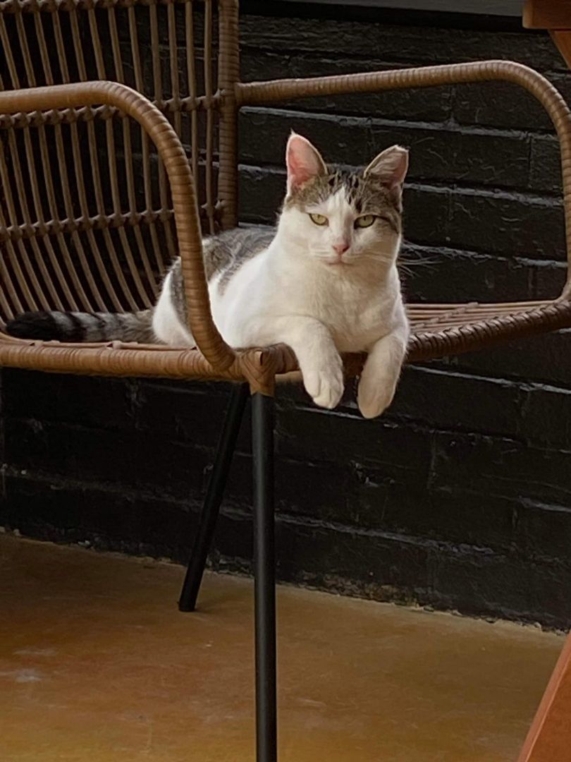 Enlarge Dippin Dots (Dottie), a Adoptable Domestic Short Hair in Cleveland, OH image 4/5