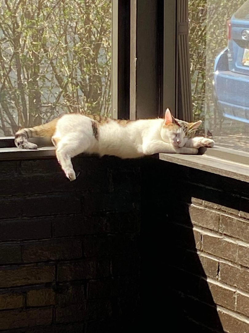 Enlarge Dippin Dots (Dottie), a Adoptable Domestic Short Hair in Cleveland, OH image 5/5