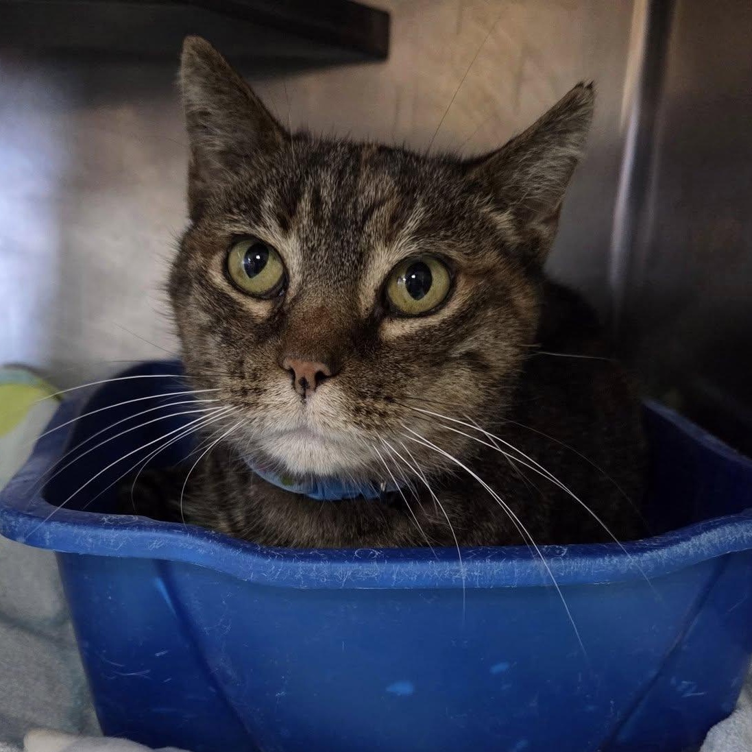 Caramel, Adoptable, Adult Female Tabby.