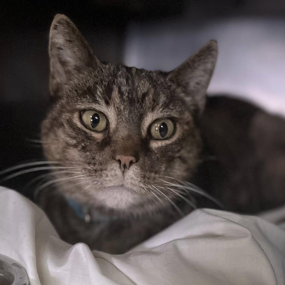 Enlarge Caramel, a Adoptable Tabby in Martinsburg, WV image 3/3